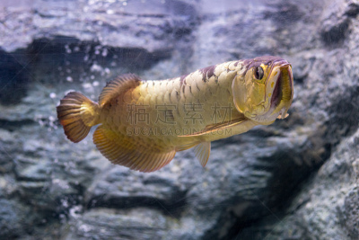 鱼类,淡水鱼,海洋,水族馆,水下,热带气候,自然美,业余爱好,自然,野生动物