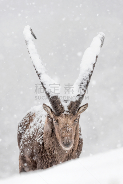 大风雪,野生山羊,阿尔卑斯山巨角山羊,打斗