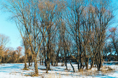 雪,河流,冬天,全景,河岸,地形,寒冷,奔萨,环境,霜