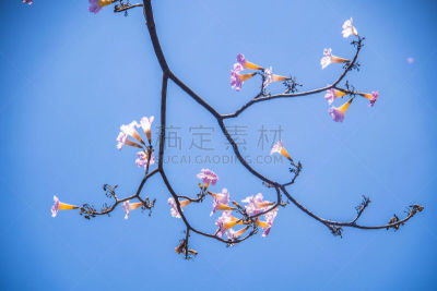 越南,背景,公寓,粉色,小号,胡志明市,蔷薇属,农业,旅途,清新