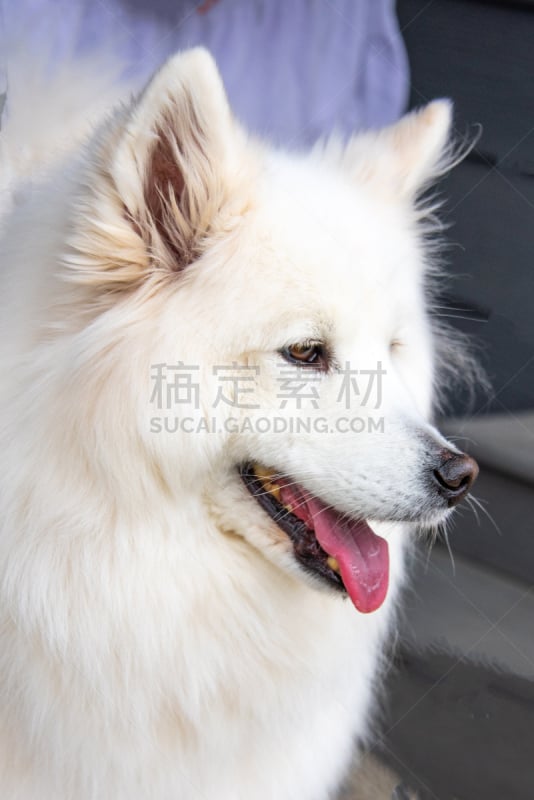 白色,萨摩耶犬,狗,自然美