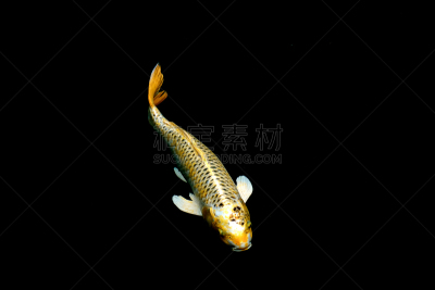 锦鲤,水面,色彩鲜艳,动物狂吃,食品,野生动物,格希奇努麦,湖,鲤鱼,人的眼睛