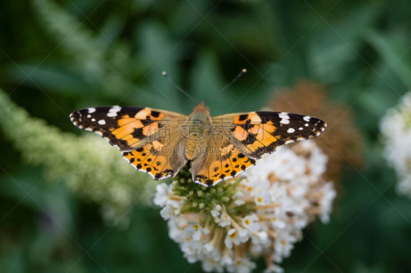 Häufiger Gast im heimischen Garten ist der Distelfalter Vanessa Cardui