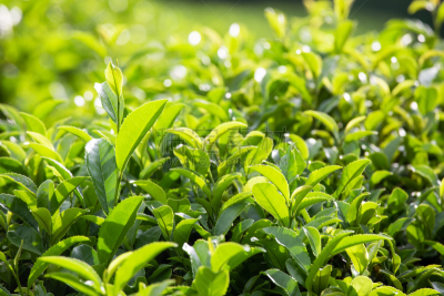 茶树,叶子,绿色,农业,绿茶,清新,菜园,食品,环境,草