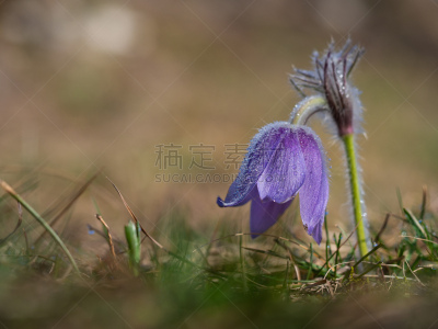 春天,早晨,花