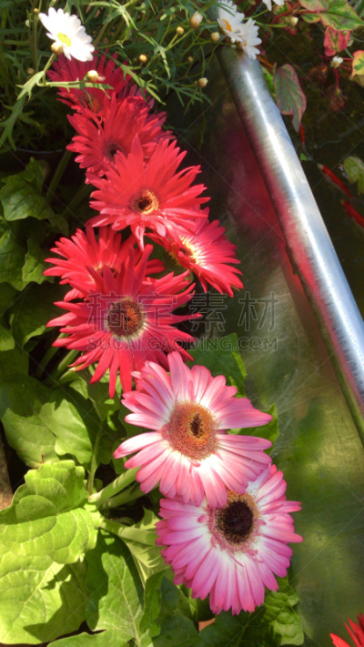 粉色,彗星,食槽,花盆,锌,红色,金鱼,花朵,非洲雏菊,院子