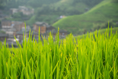 稻,梯田,龙脊梯田,生长