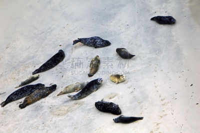 斑海豹,动物群,湿,动物主题,多样,野生动物,加利福尼亚,卡麦尔,美国西部,中加州