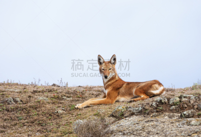 濒危物种,埃塞俄比亚狼,野生动物,肖像,环境,红狐,哺乳纲,生物,动物,埃塞俄比亚