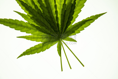 分离着色,叶子,白色,一个物体,白色背景,绿色,式样,创造力,禁止的,拍摄场景