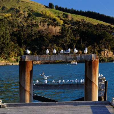 海港,akaroa,栈桥码头,新西兰,班克斯半岛,视角,鸟屎,商用码头,船,著名景点