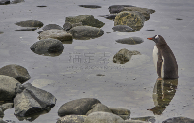 巴布亚企鹅,非凡的,风景,南极洲,野外动物,半岛,mithridates vi,南冰洋,气候,肖像