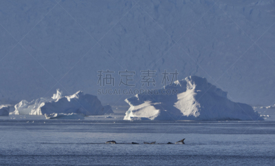 座头鲸,非凡的,风景,南极洲,野外动物,南冰洋,mithridates vi,半岛,气候,哺乳纲