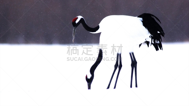 丹顶鹤,沼泽,雪,生物,动物,鸟类,动物习性,舞蹈,动物交配,户外