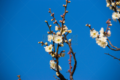 白色,天空,蓝色,梅花,图像,花瓣,梅子,春天,无人