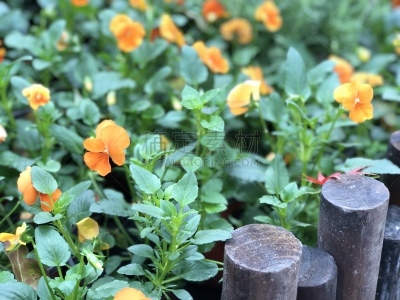 叶子,植物学,花朵,绿色,黄色,花,菜园,冬天,花