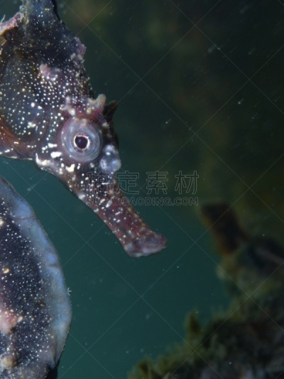 水生动植物,白色,海马,特写,鲨鱼,池塘,网,褐色