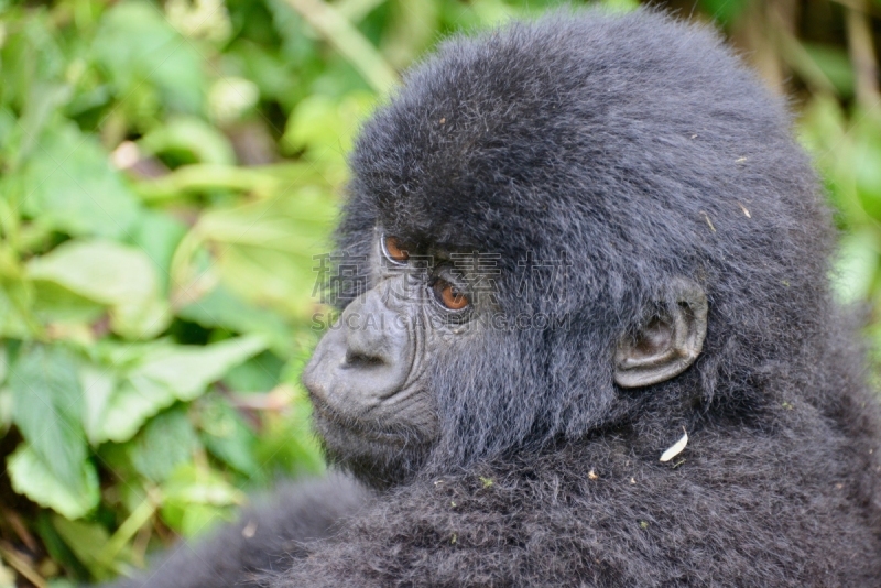 高山大猩猩,parc national des volcans,猴子,濒危物种,动物主题,戴安福西,杂技活动,野生动物,肖像,环境