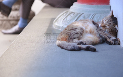 条纹,纯洁,流浪动物,动物,猫,仿旧磨损的效果,黑色,摄影,睡觉