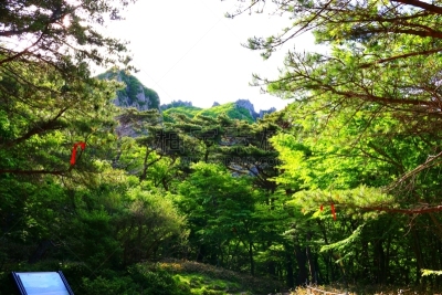 山,森林,风,世界遗产,云,环境保护,狍,著名景点,春天,韩国