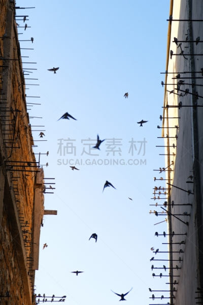 天空,燕子,蓝色,建筑外部,两只动物,背景,在之间,传统,自由,野生动物