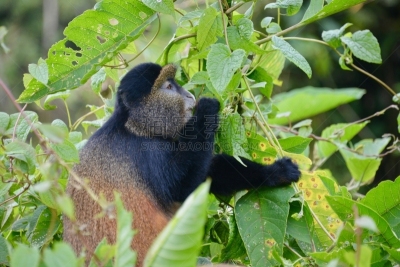 金丝猴,parc national des volcans,猴子,濒危物种,动物主题,戴安福西,杂技活动,野生动物,肖像,环境