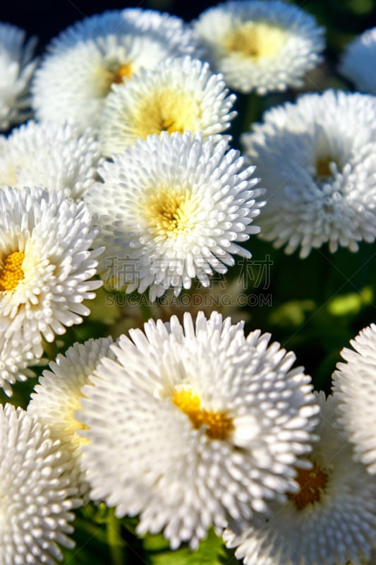 雏菊,大量物体,白色,前景聚焦