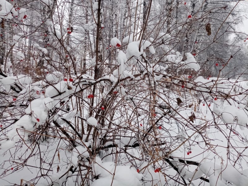 地形,雪,枝,浆果,荚莲属,摄影,背景,红色,冬天,摄影