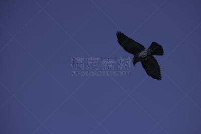 天空,蓝色,留白,寒鸦,飞