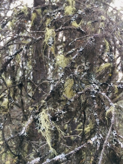 苔藓,植物群,地衣,清新,环境,枝繁叶茂,草,洋蔷薇,春天,树干