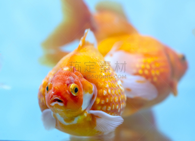 金鱼,水族馆,乒乓球,色彩鲜艳,可爱的,越南,动物主题,比例,自由,人工饲养动物