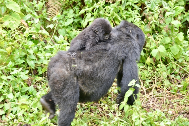 高山大猩猩,parc national des volcans,猴子,濒危物种,动物主题,戴安福西,杂技活动,野生动物,肖像,环境