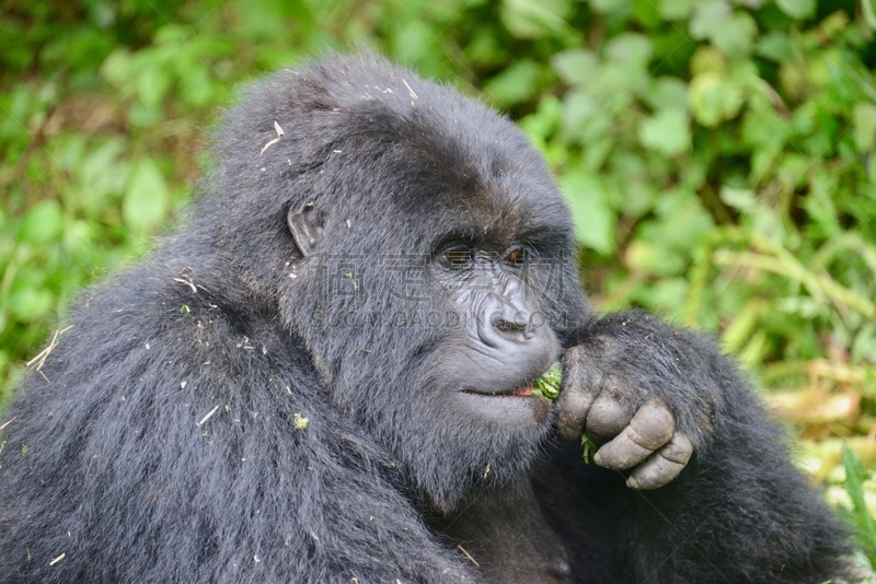 高山大猩猩,parc national des volcans,猴子,濒危物种,动物主题,戴安福西,杂技活动,野生动物,肖像,环境