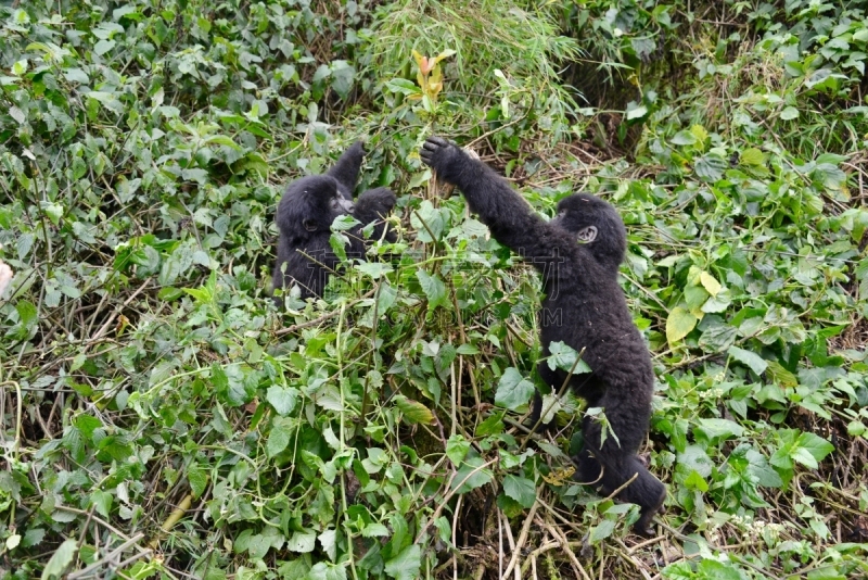 高山大猩猩,parc national des volcans,猴子,濒危物种,动物主题,戴安福西,杂技活动,野生动物,肖像,环境