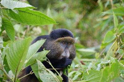 金丝猴,parc national des volcans,猴子,濒危物种,动物主题,戴安福西,杂技活动,野生动物,肖像,环境