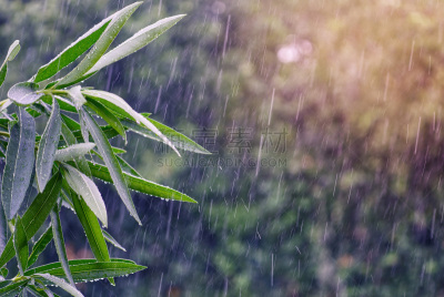 夹竹桃,叶子,雨,逆光