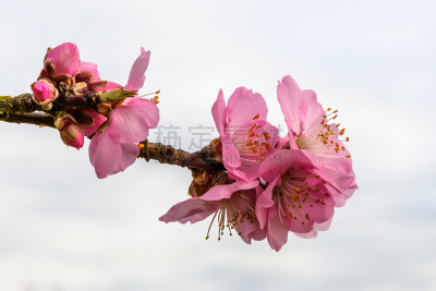 德国,粉色,莱茵兰-普法尔茨州,杏树类,花朵,嫩枝,海上航道,酒瓶