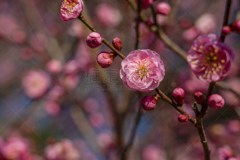 杏,日本,花朵,盐渍食品,春节,珊瑚色,梅子,春天,中国,李树