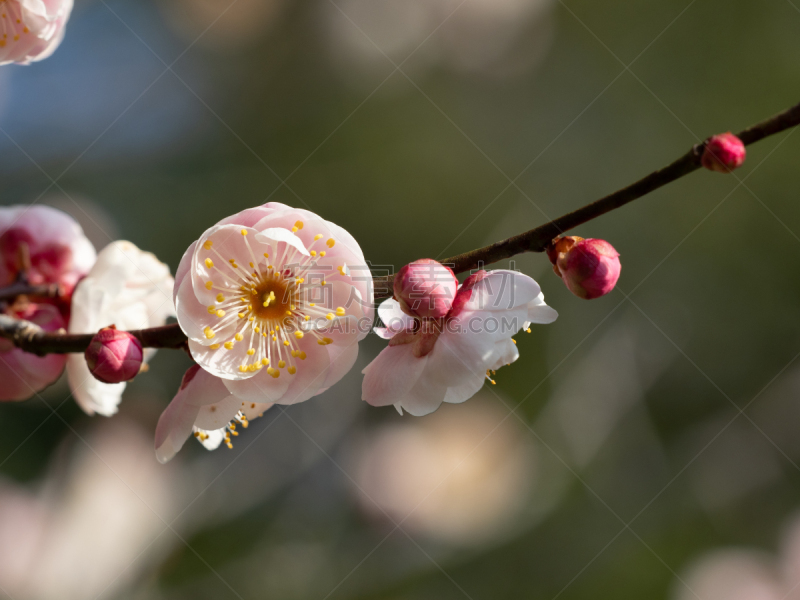 杏,日本,花朵,盐渍食品,春节,珊瑚色,梅子,春天,中国,李树