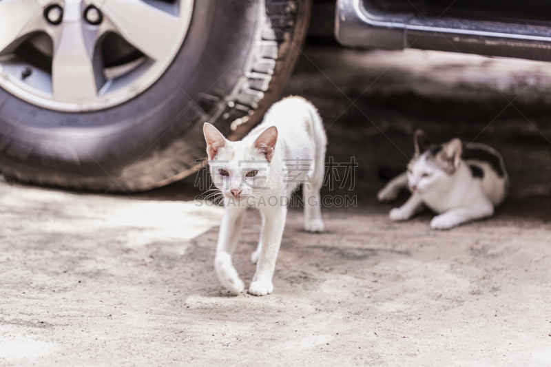 幼小动物,猫,注视镜头,运动模糊