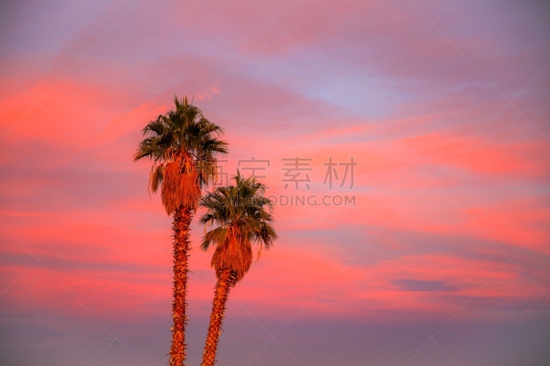 内华达州,美国,California Fan Palm Tree,日落