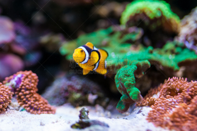 礁石,银线小丑,鱼类,水族馆,收容所,选择对焦,生物学,深的,触须,海洋生命