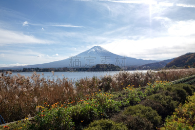 富士山,草地,季节,秋天,山,自然美,日本,云景,雪山,云