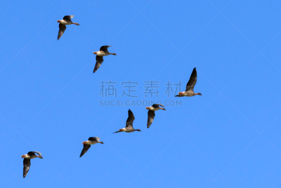 雁属,粉色,自由,野生动物,英国,翅膀,粉足雁,鸟类,丘陵鹅,蹼足