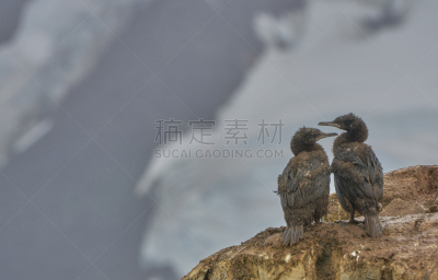 鸬鹚,非凡的,风景,粗毛鸬鹚,南极洲,野外动物,小鸟,南冰洋,mithridates vi,半岛