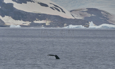 座头鲸,非凡的,风景,南极洲,野外动物,南冰洋,mithridates vi,半岛,气候,肖像