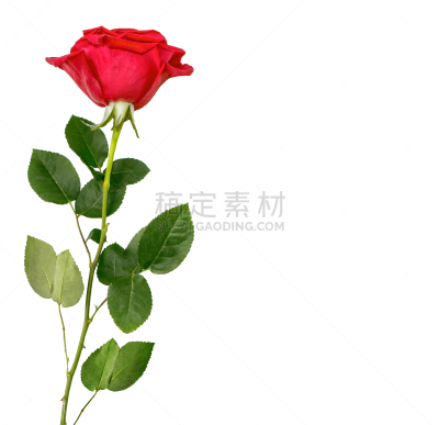 玫瑰,花蕾