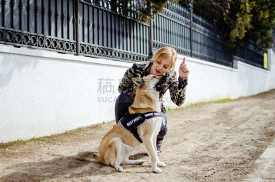 牧羊犬,女人,训练