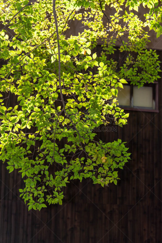 植物群,前面,木制,垂直画幅,风景,环境,图像,天气,宏伟,著名景点