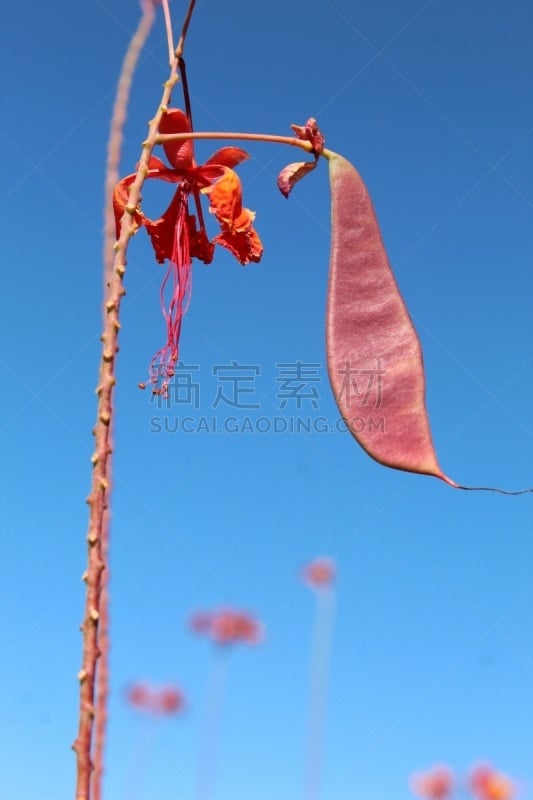 二十九棵棕榈,云实,香蒲,农业,景观设计,环境,豆目,植物,豆科植物,夏天